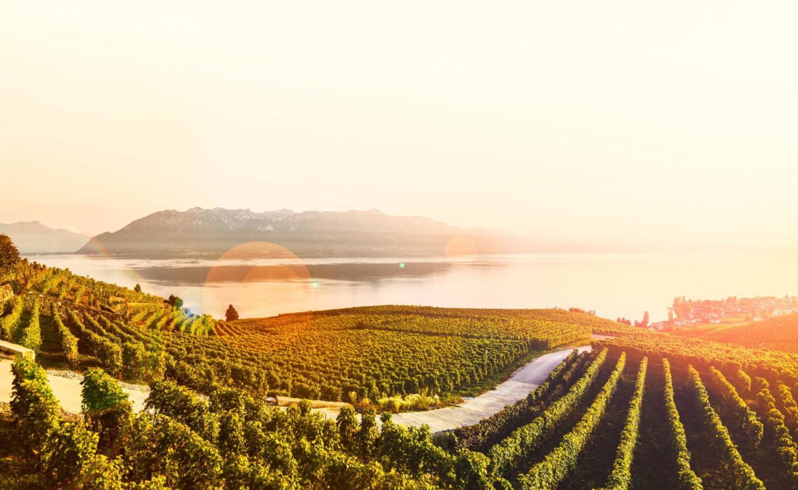 Lavaux201728c29MaudeRion 22compressed e1746524564664