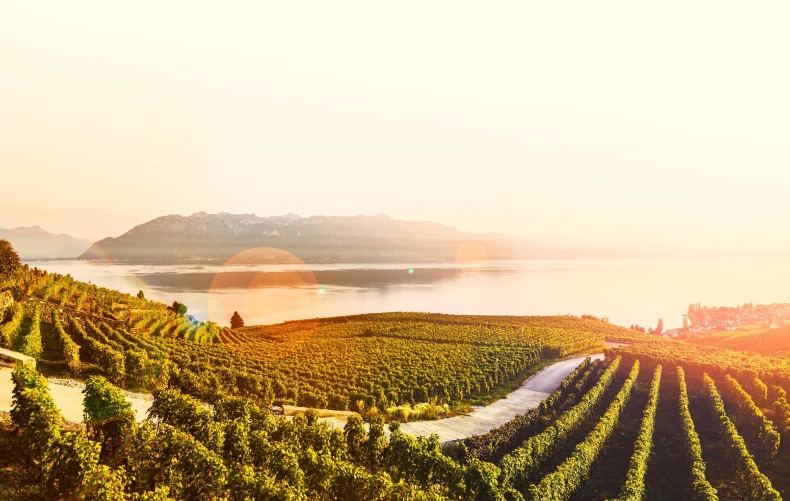 Lavaux201728c29MaudeRion 22compressed e1753692877720