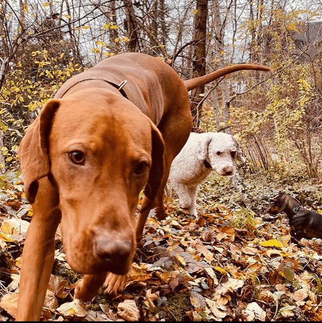 Athos truffle hunting
